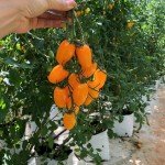 Cà chua Cherry vàng