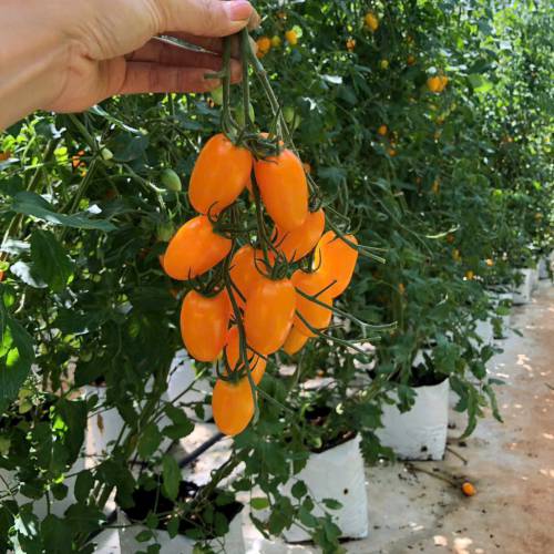 Cà chua Cherry vàng