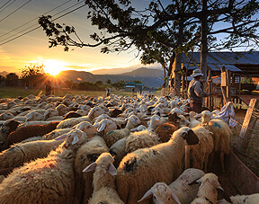 Agriculture Products